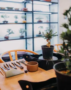 Potted Japanese-style tropical bonsai on a worktable by windows in Singapore, surrounded by pruning tools and containers for class