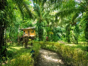 Tropical garden path winding past an Anurak Lodge bungalow through dense palms and rainforest, Khao Sok National Park