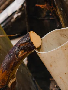 在 Tanoti Crafts,一只浅色桶接着从切开的棕榈树干滴下的树液,这是古晋制作棕榈糖的一部分