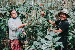 Bali Beans coffee farm workers harvesting red cherries among dense coffee bushes in Kintamani, Bali's organic plantation