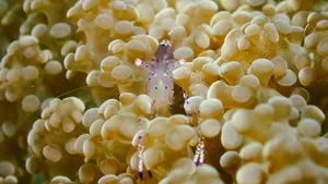 Close-up of a tiny marine creature among bubble coral during macro diving on a Semporna reef ecosystem