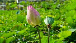 Pink lotus bud and bloom among green leaves on a quiet path during a bike ride exploring Mekong Island near Ho Chi Minh City