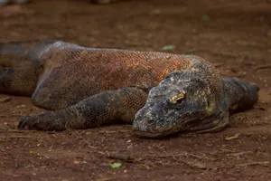 Close-up of a patterned dragon resting on dry ground near Rinca in the wild, highlighting Komodo dragons