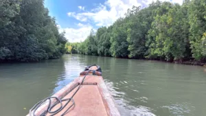 Bot menyusuri sungai tenang yang dipagari hutan bakau di bawah langit cerah, dengan pepohonan hijau yang lebat dalam perjalanan menelusuri ekosistem tersembunyi di Labuan Bajo