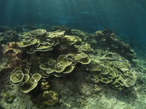 Coral reef beneath clear water in Semporna during a Bohey Dulang & Islands snorkel with Bigfin Divers