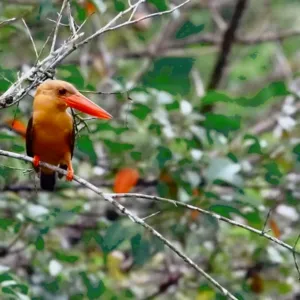 Orange bird perched on a branch in Langkawi, captured during Wendy Nature Guide birdwatching and nature interpretation