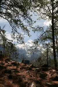 View through pine branches of steep slopes and icy mountains across Tiger Leaping Gorge during a high-trail trek in Lijiang