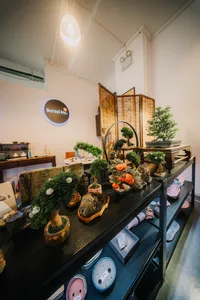 Bonsai Inc Singapore studio display of Japanese-style tropical bonsai, with many shaped trees on a long workbench