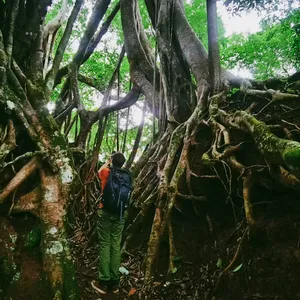 Seorang pendaki berjalan menembus akar beringin yang berkelok dan semak hutan di hutan hujan Xishuangbanna dalam perjalanan pribadi sehari