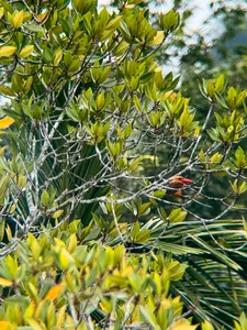 Small colourful birds tucked in green foliage on a Langkawi tree, seen on a naturalist-led birdwatching walk