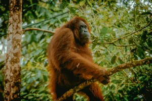 Orangutan perched on a tree branch in the jungle canopy, body turned sideways and reaching outward among leaves.