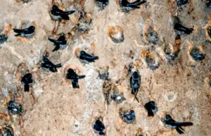 Dozens of bats cling to a rocky cave wall, suggesting a bat cave stop on the gold mine and jungle cycling trip