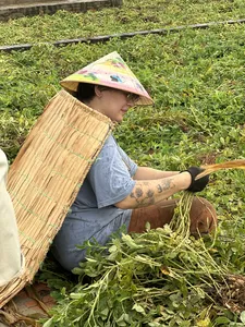 Conical-hat farmer gathering rice plants with a bamboo basket in a field at Duong Lam ancient village near Hanoi
