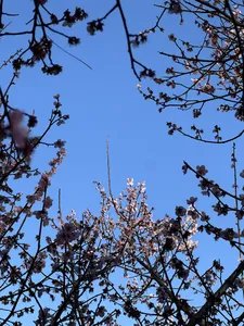 Blooming cherry branches against a clear blue sky in the hills near Lijiang during a Yi & Naxi village trek