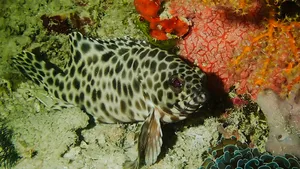 Spotted reef fish among colourful coral during macro diving in Semporna’s underwater waters on the Luma Selakan 2D1N stay