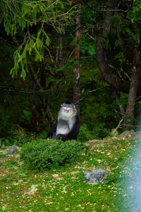 Giant panda resting on grass in a forest clearing beneath hanging branches, surrounded by lush green trees