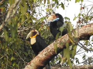 Two hornbills perched on a branch above a forest canopy in Khao Yai National Park on a wildlife day trip