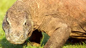 Side profile close-up of a Komodo dragon on green grass during a Labuan Bajo wildlife encounter featuring Komodo dragons