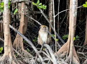 Furry primate perched among tangled mangrove roots in Langkawi on a UNESCO Geopark wildlife-focused cruise