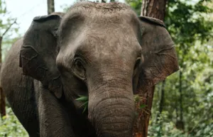 Close-up of a relaxed elephant during ethical observation in Hidden Doi Inthanon Trails near Chiang Mai with Elephant Eco Trails