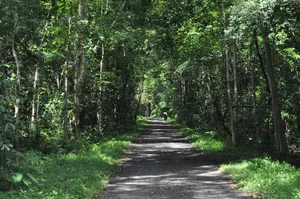 Lush Cat Tien rainforest trail with tall trees and a traveller walking down the dirt path on a guided eco tour