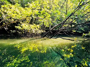 Green mangrove creek in Kilim Geoforest, Langkawi, with sunlit leaves and overhanging branches on a sunset mangrove cruise