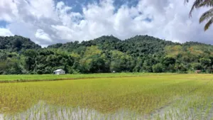 Bukit-bukau hijau subur dan sawah di bawah langit mendung, pemandangan desa yang luas dari tepi jalan di Labuan Bajo
