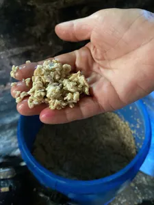 Hand holding chopped tofu curds above a blue bucket during traditional tofu making in Hanoi’s Red River village