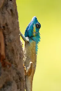 Blue-patterned lizard perched on a tree branch during a wildlife tour in Cat Tien with an expert naturalist-led itinerary