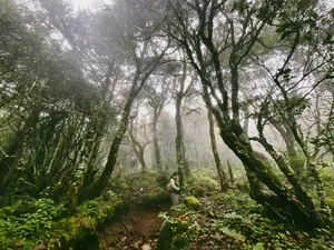 Hiker with a backpack walks through a misty forest on the Jade Dragon Snow Mountain route near Lijiang