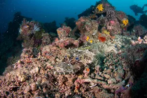 Colourful coral and marine life over an offshore dive rig house reef in Semporna, with divers drifting in the blue water
