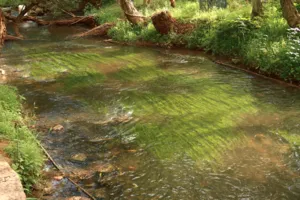 Shallow stream with green algae flowing through a shaded grove in Lijiang, bordered by stones and overhanging trees