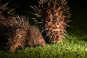 Porcupine foraging on night grass during Wildlife Safari Thailand’s night safari in Khao Yai National Park