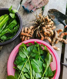 Harvesting table at a Langkawi farmhouse with ginger roots, leafy greens in baskets, and other fresh produce