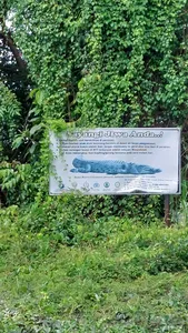Kehijauan hutan bakau yang subur di Labuan Bajo, dengan papan maklumat tentang ekosistem tempatan semasa lawatan berpandu bersama La Famille