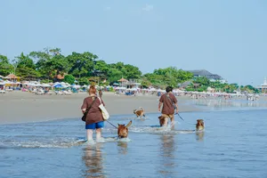People wading through shallow sea water with dogs on a Bali shoreline, part of a Bali Conservation Adventures heritage-dog visit