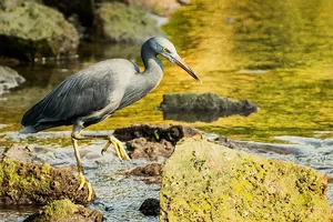 Grey heron standing on rocky shallows in Langkawi, part of a naturalist-led birdlife discovery tour