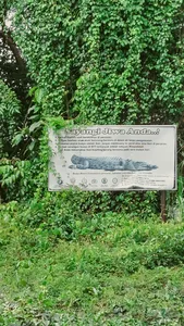 Informational wildlife signboard nestled in dense mangrove foliage, part of a hidden mangroves and village visit in Labuan Bajo