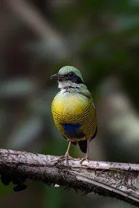 Brightly coloured small bird standing on a branch in Cat Tien, photographed during a private ethical tour with a naturalist