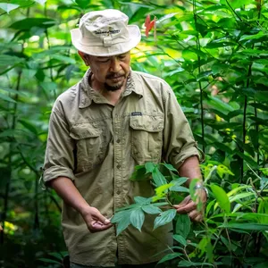 Darulaman Sanctuary herbalist holds fresh leaves and identifies plants in Gunung Raya rainforest, Langkawi