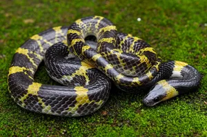 Coiled yellow-and-black snake on grass in Cat Tien during a private 3D2N ethical tour with an expert naturalist