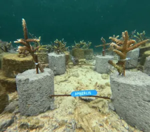 Underwater coral nursery with young coral growing on concrete blocks and a blue tag, part of restoration on Komodo Island