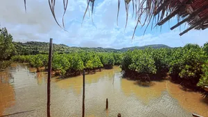 Misty waterway through dense mangrove stands with wooden posts and overhanging leaves, viewed from a small village area in Labuan Bajo