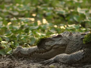 Crocodile resting on muddy ground beside low water in Cat Tien National Park during an expert naturalist-led ethical tour