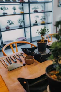 Miniature potted bonsai on a wooden shaping table with gardening tools and a small tree display by a glass window in Singapore