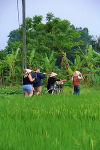 Travellers in conical hats hands-on tending rice seedlings among tall green rows in a paddy at Duong Lam ancient village near Hanoi