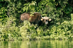 Wild tapir resting in dense green forest by the water, a glimpse of wildlife in Khao Sok National Park