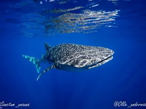Whale shark swims through blue water while open-water divers cruise below on a 3-day certification with Sanctum Dive Indonesia, Bali