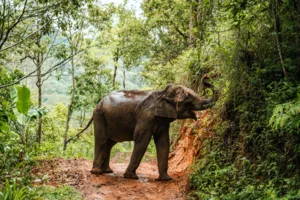 Adult elephant walking along a forest dirt path in Doi Inthanon on an ethical elephant observation with Elephant Eco Trails