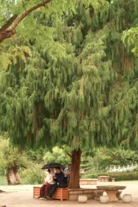 People sitting together on a quiet garden bench near a lake by willow trees, with umbrellas in Lijiang